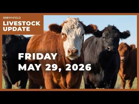 More volatility in the cattle markets | Weekly Livestock Market Update cover art