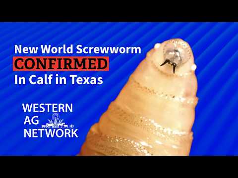 New World Screwworm Found in Texas