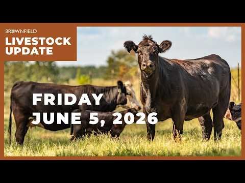 New World screwworm confirmed in south Texas | Weekly Livestock Market Update cover art