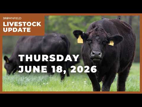 Placements drop 10% | Weekly Livestock Market Update
