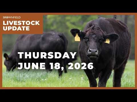 Placements drop 10% | Weekly Livestock Market Update cover art