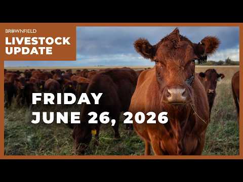 A Plethora of Reports | Weekly Livestock Market Update