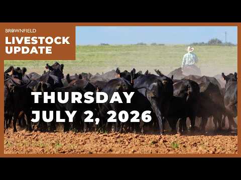 Another decline in cattle prices | Weekly Livestock Market Update