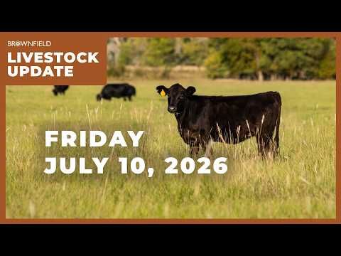 Cattle prices drop sharply this week | Weekly Livestock Market Update cover art