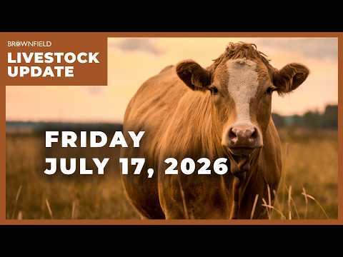 Another big drop in cattle prices | Weekly Livestock Market Update