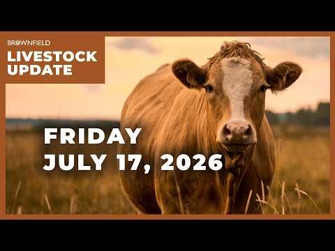 Another big drop in cattle prices | Weekly Livestock Market Update cover art