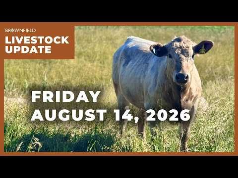 A big drop in cattle prices | Weekly Livestock Market Update cover art