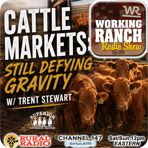 Ep 263: Cattle Markets: Still Defying Gravity w/ Trent Stewart cover art