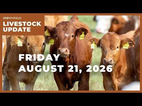 Placements drop 11% in latest Cattle on Feed report | Weekly Livestock Market Update cover art