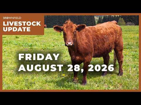 Another big drop in cattle markets | Weekly Livestock Market Update