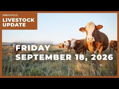Cattle placements drop 9% | Weekly Livestock Market Update cover art