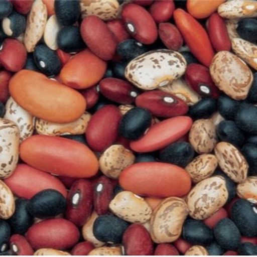 Managing dry edible beans: Insights from four Midwest experts cover art